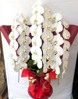 胡蝶蘭花鉢白3本立て