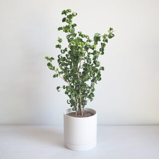 その他観葉植物 honokoo 光触媒 光の楽園 ライトトネリコ 1.0m【インテリア フェイク